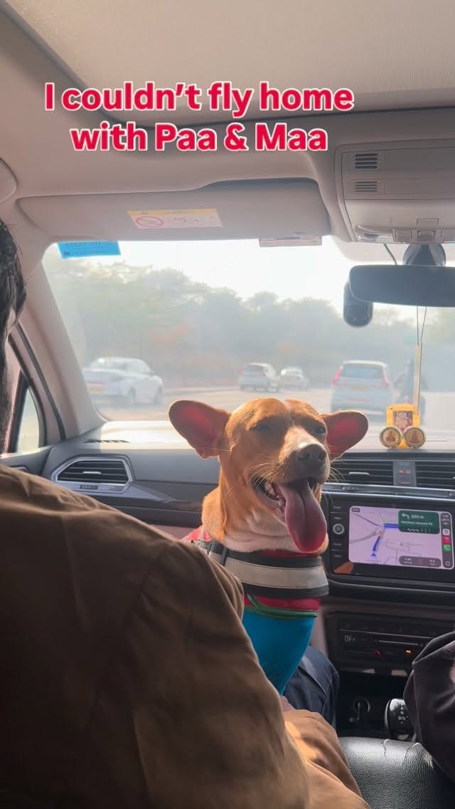 Post 5 by CarryMyPet on Instagram (video)