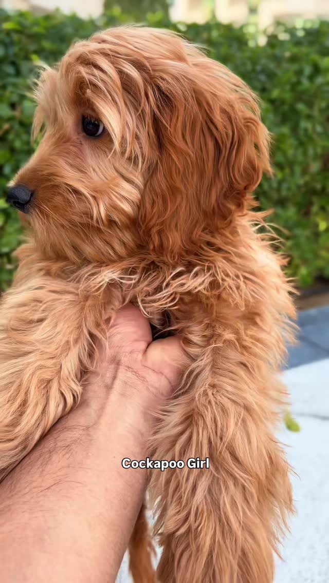 Post 3 by Tom & Jerry Petshop and Nursery & Trading LLC on Instagram (video)