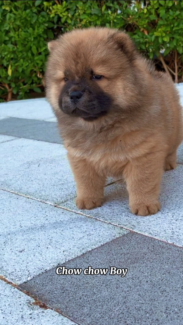 Post 8 by Tom & Jerry Petshop and Nursery & Trading LLC on Instagram (video)
