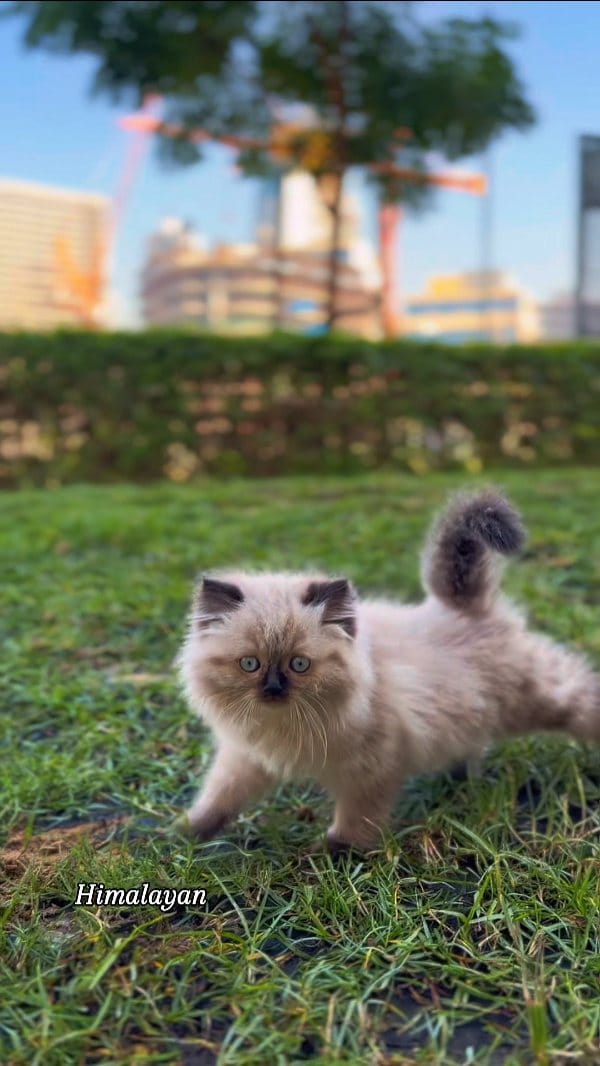 Post 6 by Tom & Jerry Petshop and Nursery & Trading LLC on Instagram (video)