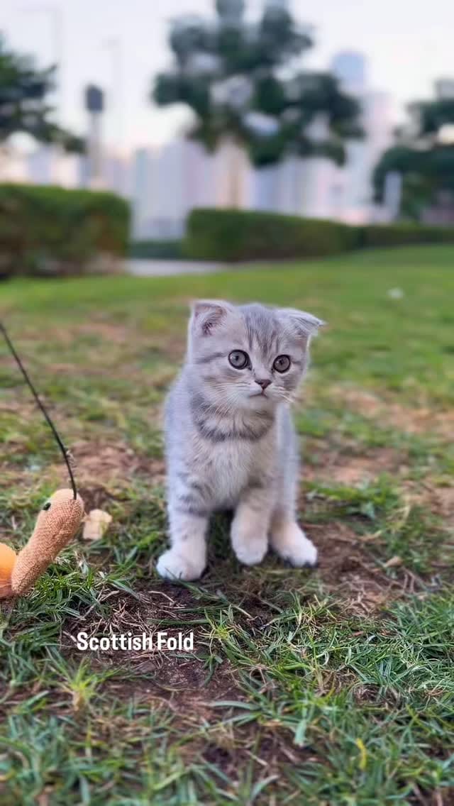 Post 5 by Tom & Jerry Petshop and Nursery & Trading LLC on Instagram (video)