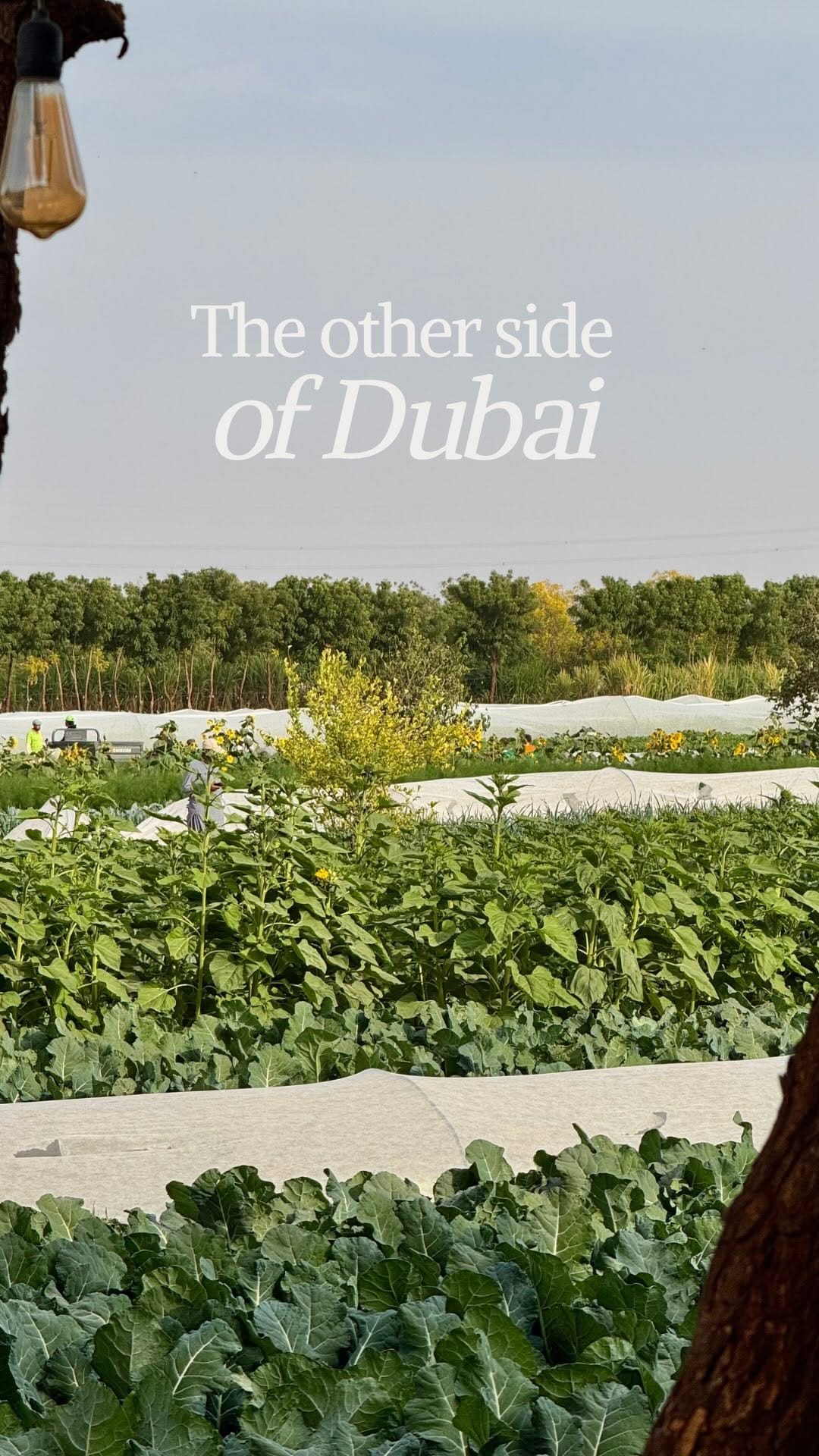 Post 1 by OTZO | Dubai Lifestyle & Luxury Travel on Instagram (video)