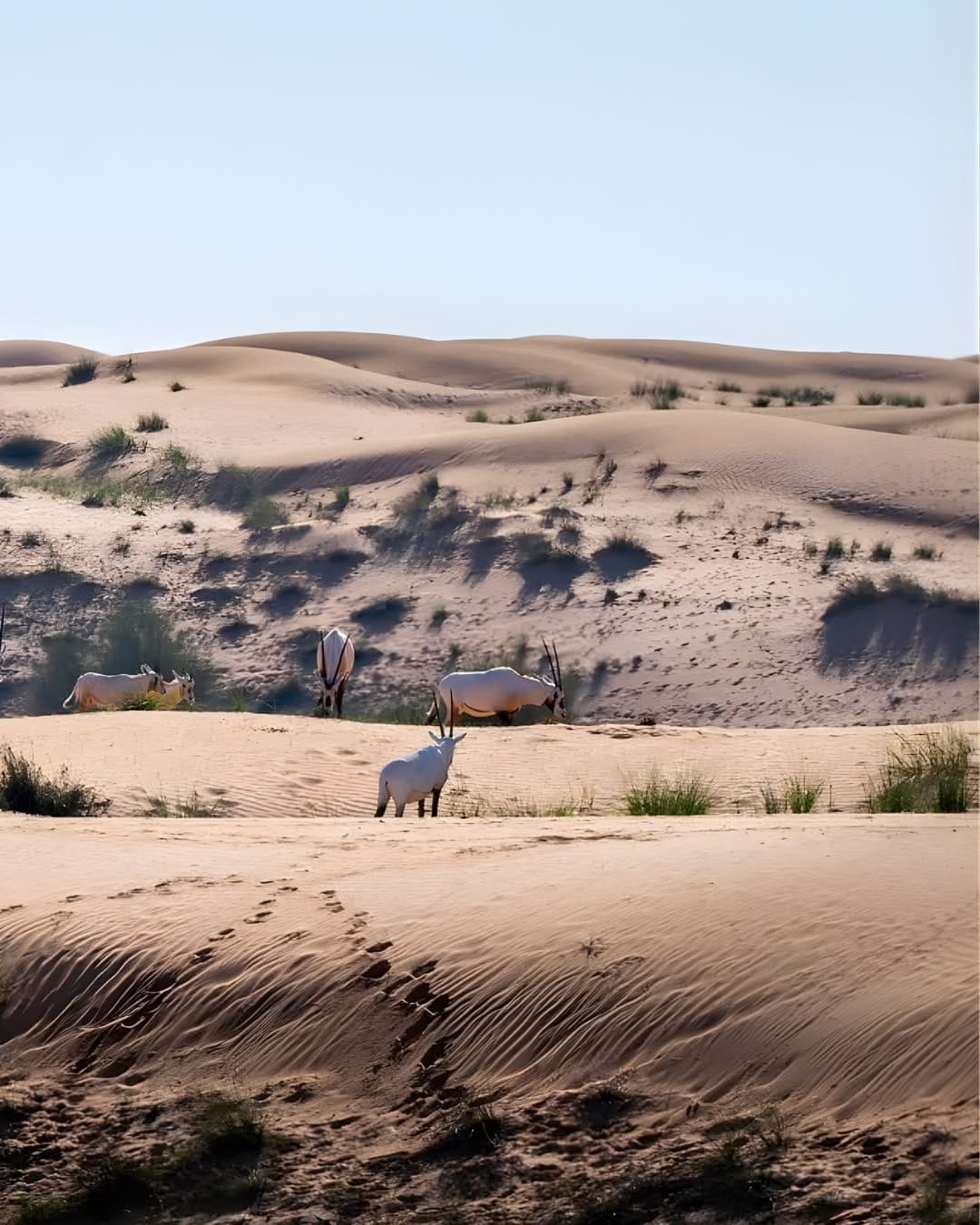 Post 3 by Arabian Adventures on Instagram (carousel)