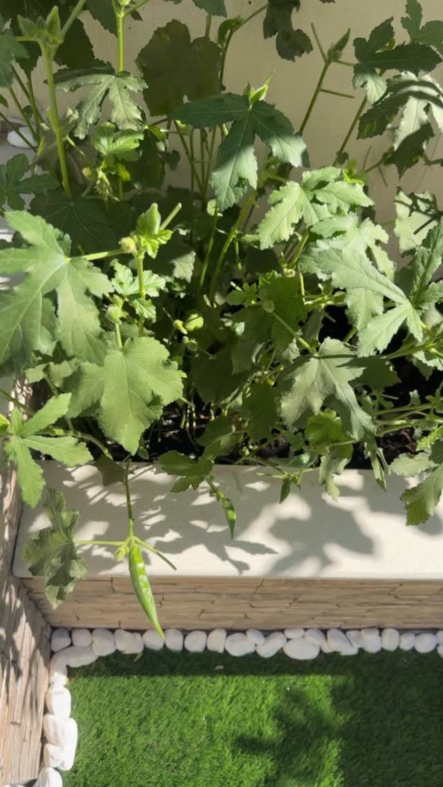 Post 7 by Menna Shaaban / منة شعبان on Instagram (video)
