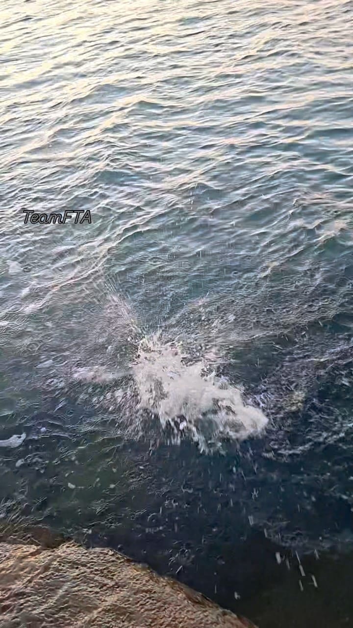 Post 5 by Anglers UAE on Instagram (video)