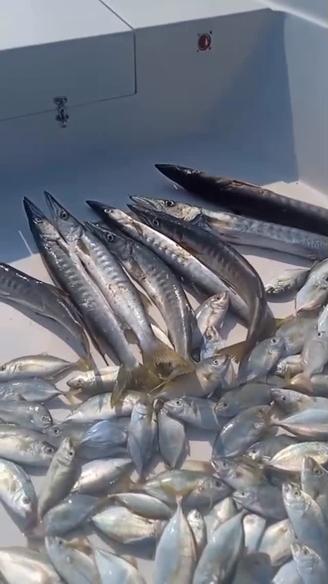 Post 10 by 🇦🇪رحلات صيد سمك🎣Dubai🇦🇪 on Instagram (video)