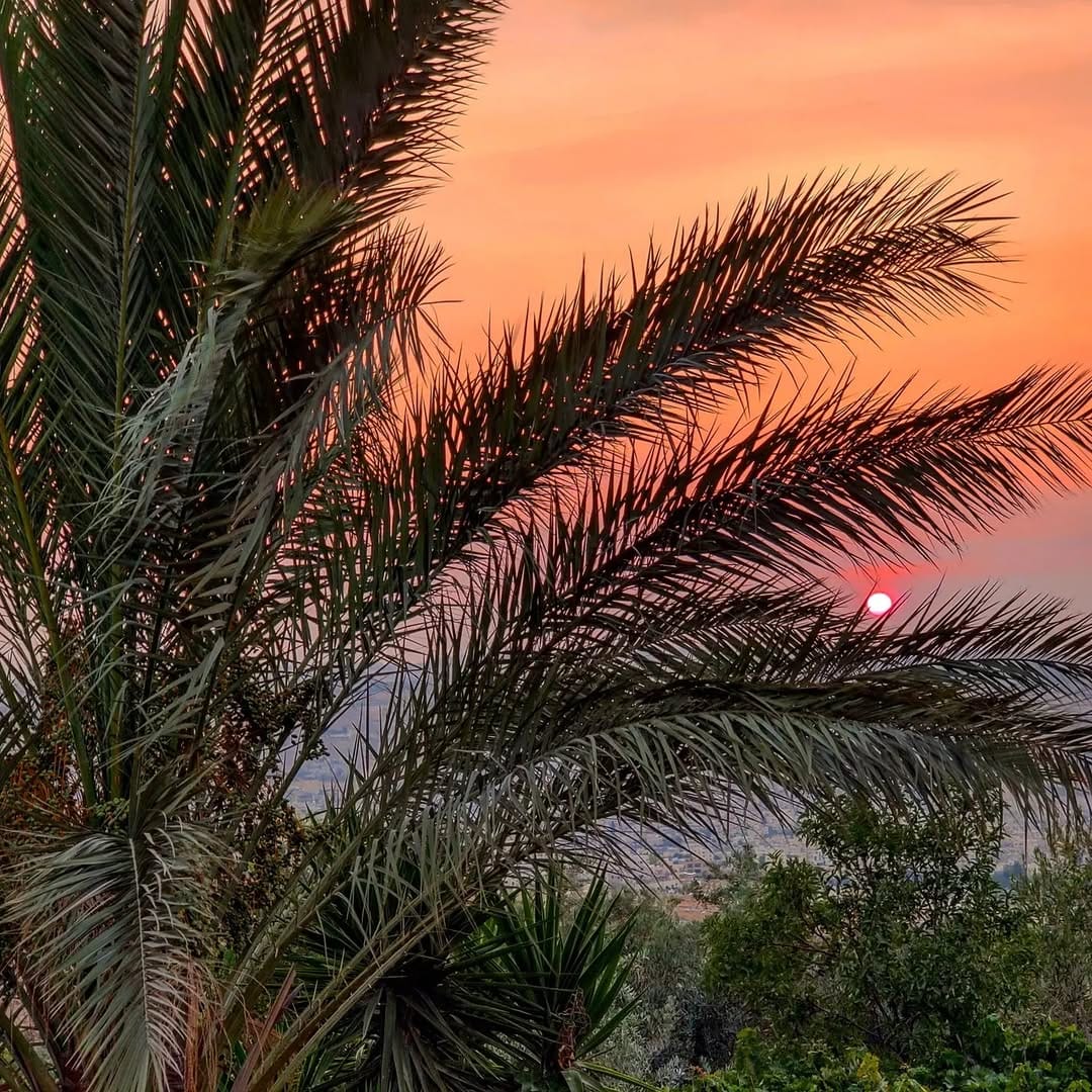 Post 9 by Anas Abu-Dabaseh on Instagram (image)