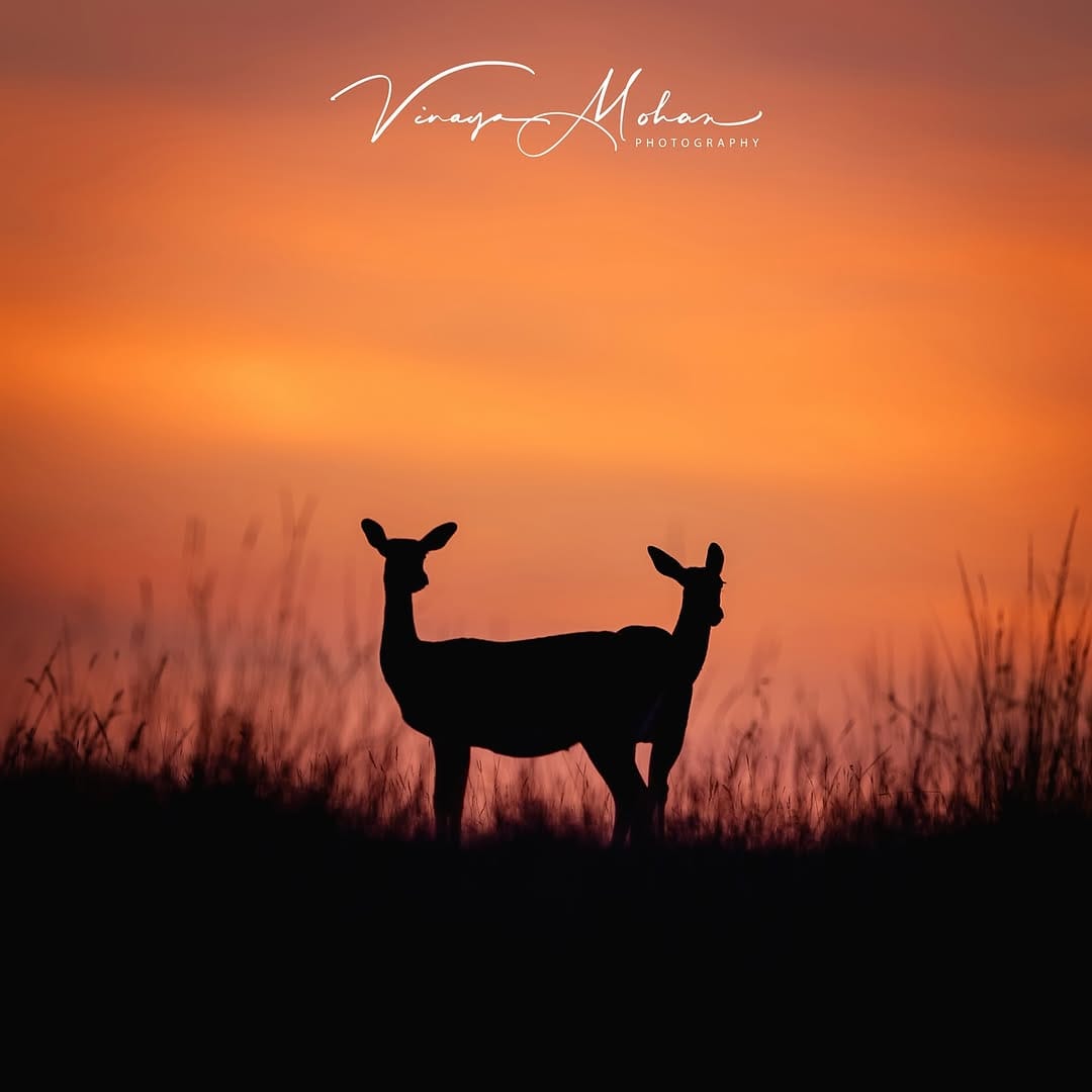 Post 6 by Vinaya Mohan on Instagram (image)