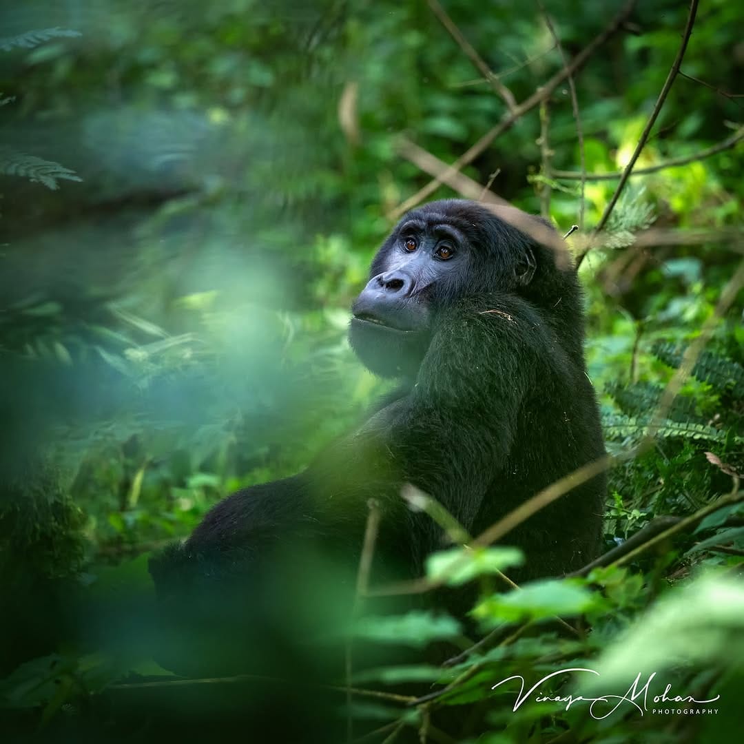 Post 8 by Vinaya Mohan on Instagram (image)