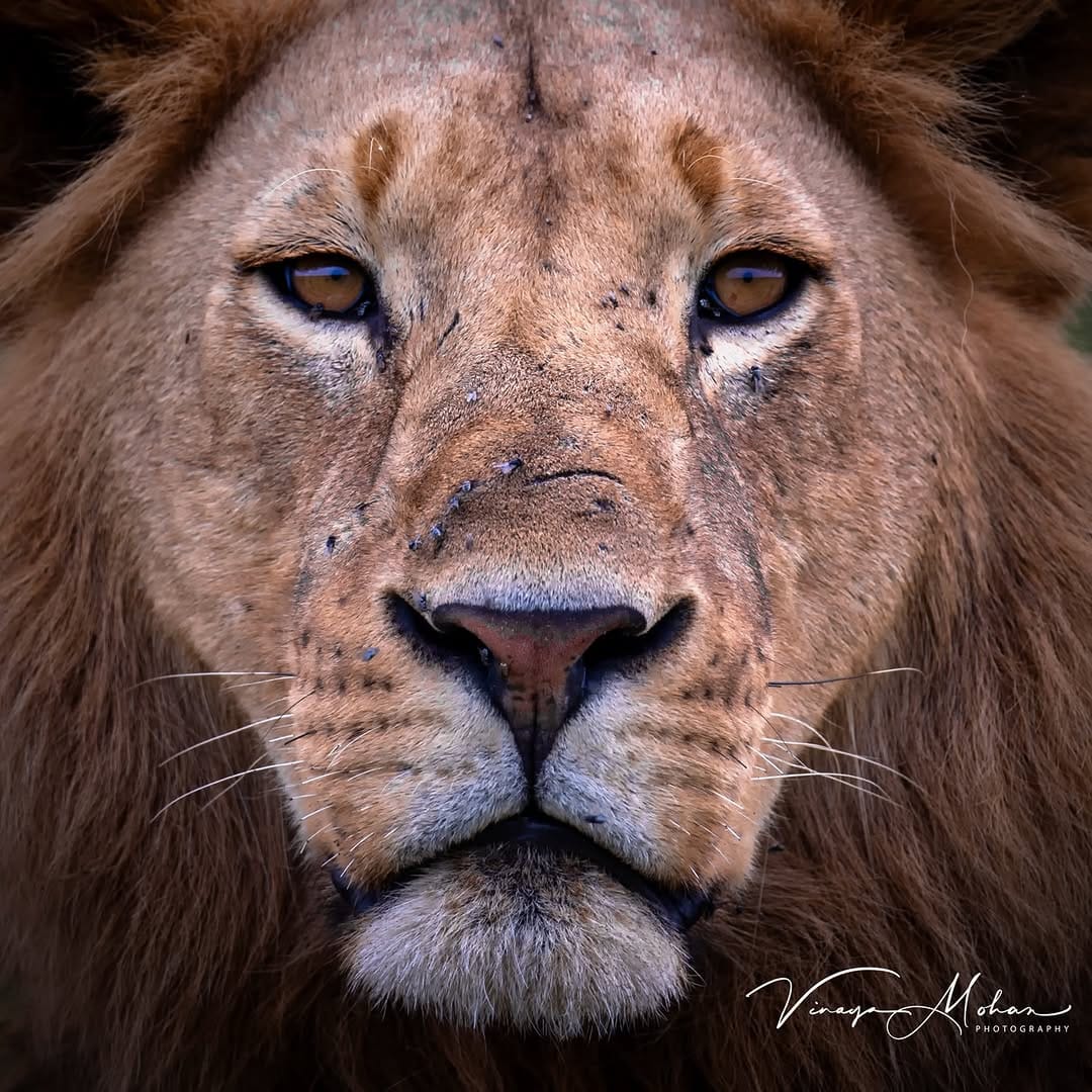 Post 4 by Vinaya Mohan on Instagram (image)