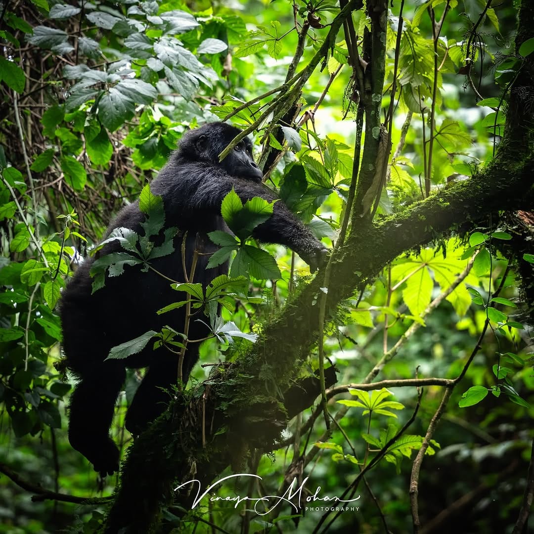 Post 5 by Vinaya Mohan on Instagram (image)