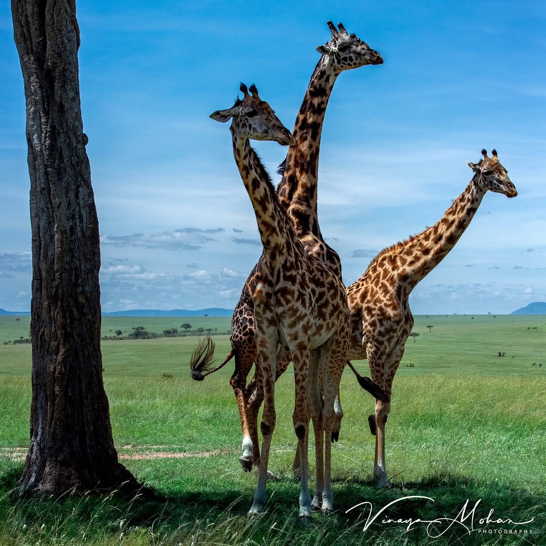 Post 2 by Vinaya Mohan on Instagram (image)