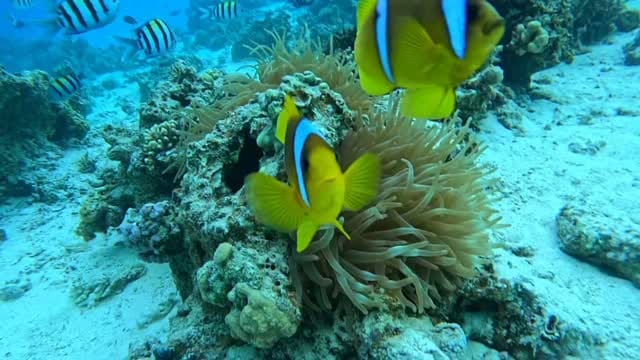 Post 1 by Mai Elbanna مي البنا on Instagram (video)