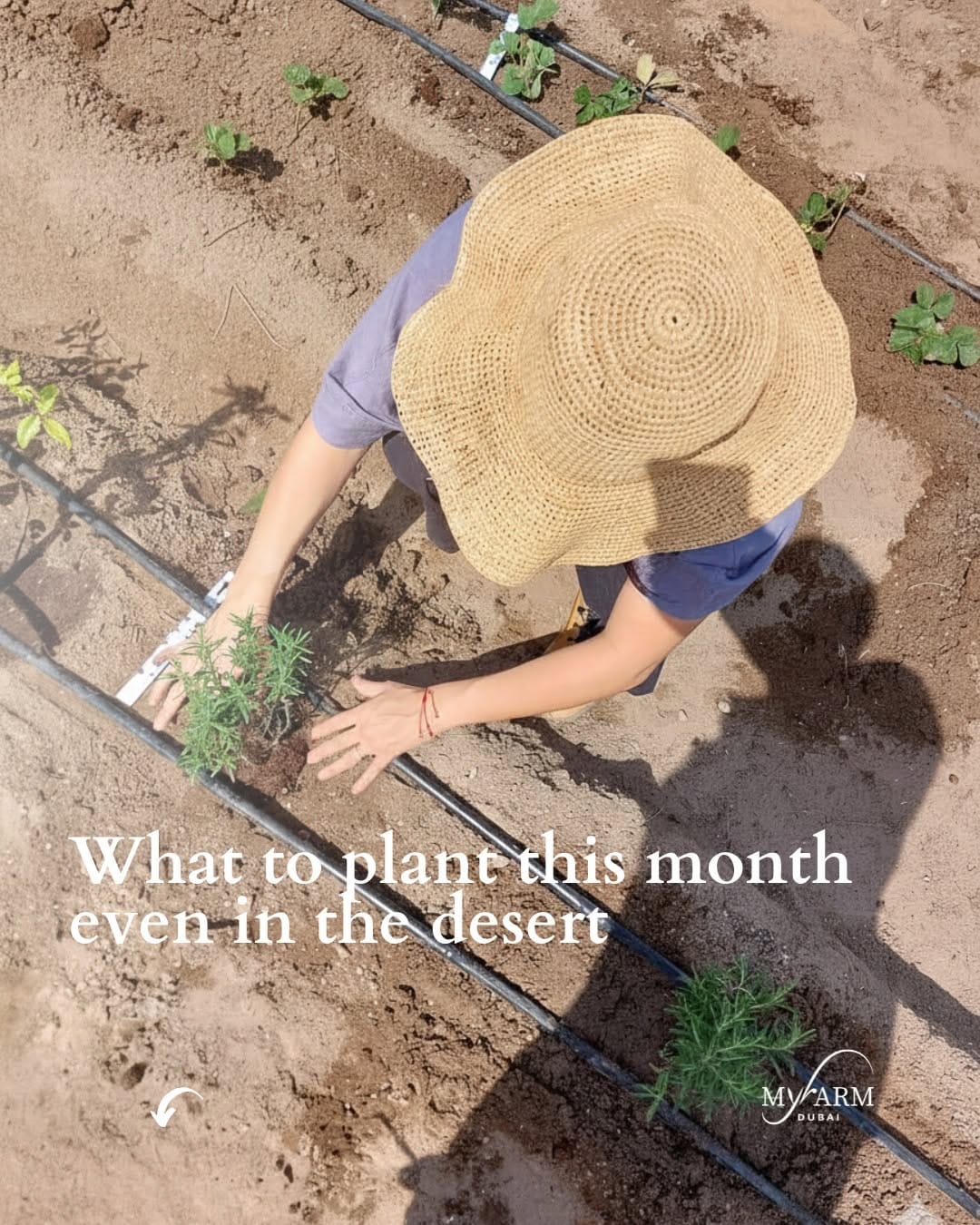 Post 8 by Sustainable Farming & Natural living in Uae 🇦🇪 on Instagram (image)