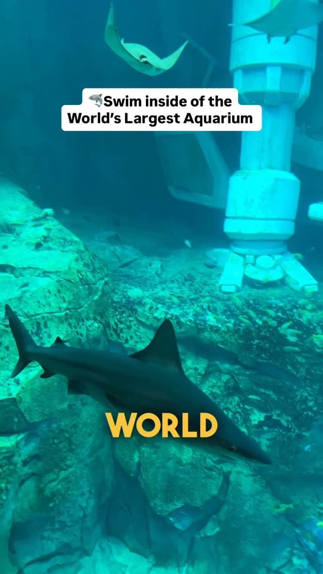 Post 1 by Yuliia Dunaievska | Dubai Influencer on Instagram (video)