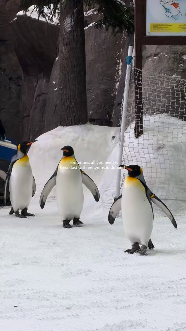 Post 6 by @mydxbelly on Instagram (video)