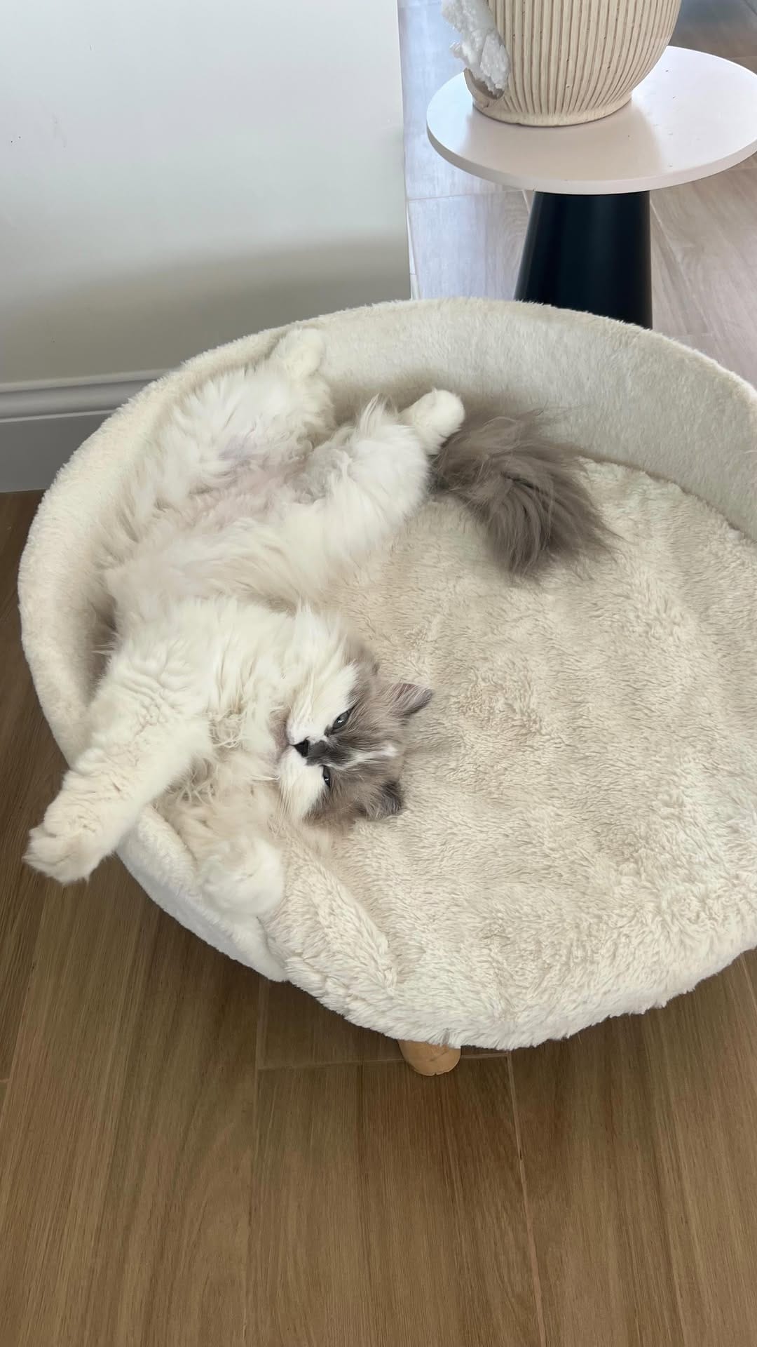 Post 5 by Sarah Ashley 🧿 on Instagram (video)