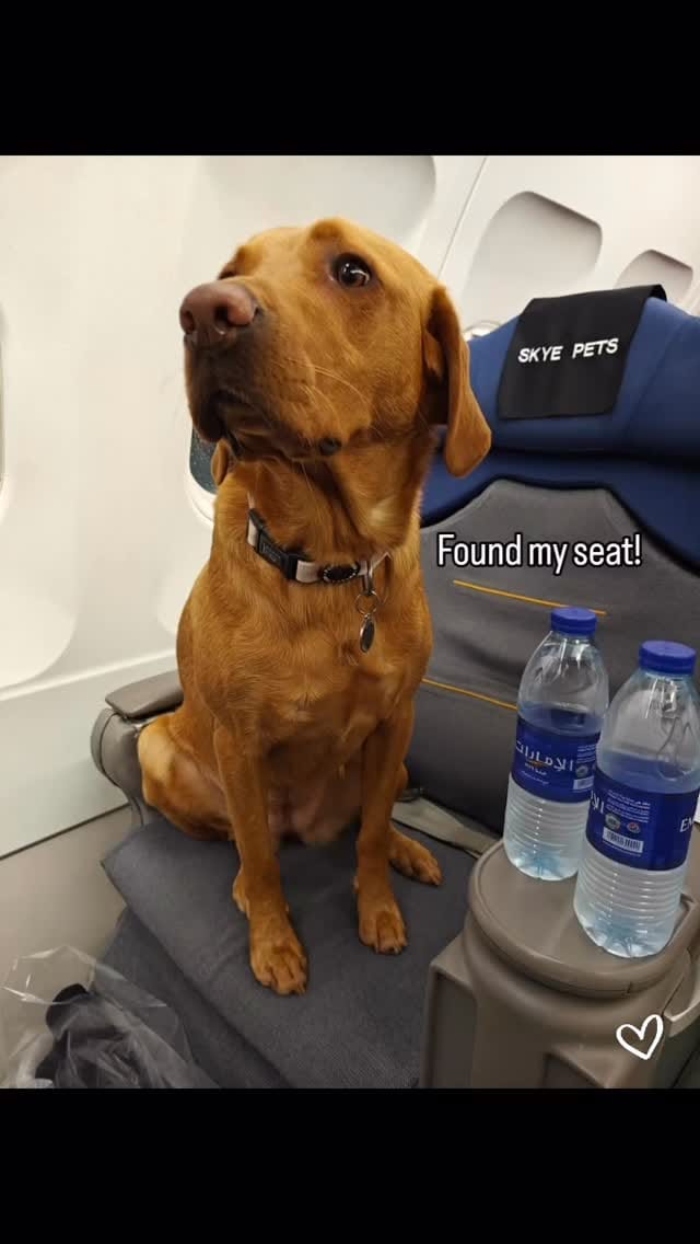 Post 3 by SKYE PETS on Instagram (video)