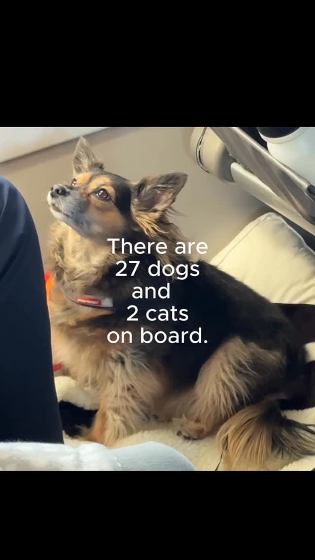 Post 2 by SKYE PETS on Instagram (video)