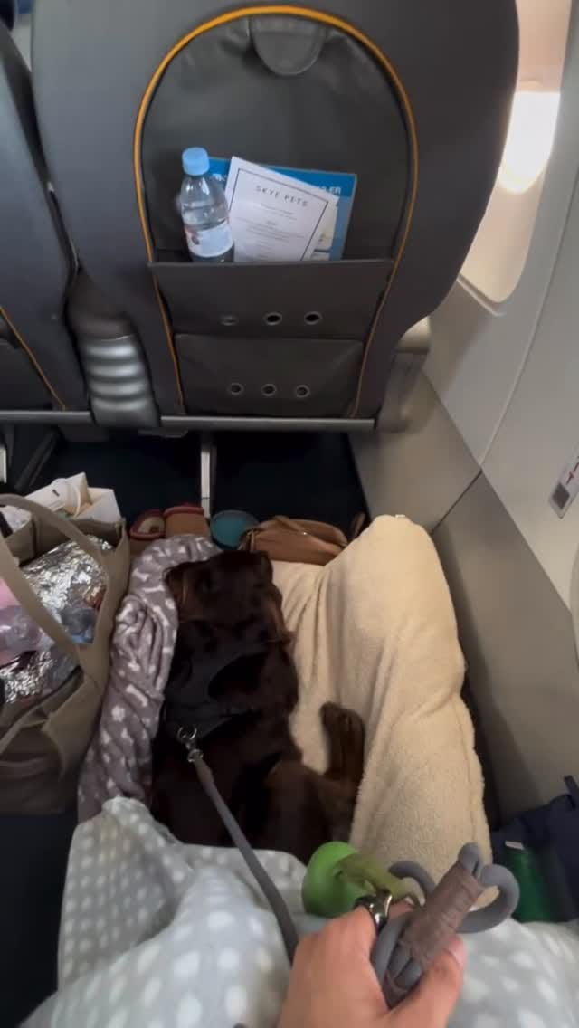 Post 6 by SKYE PETS on Instagram (video)