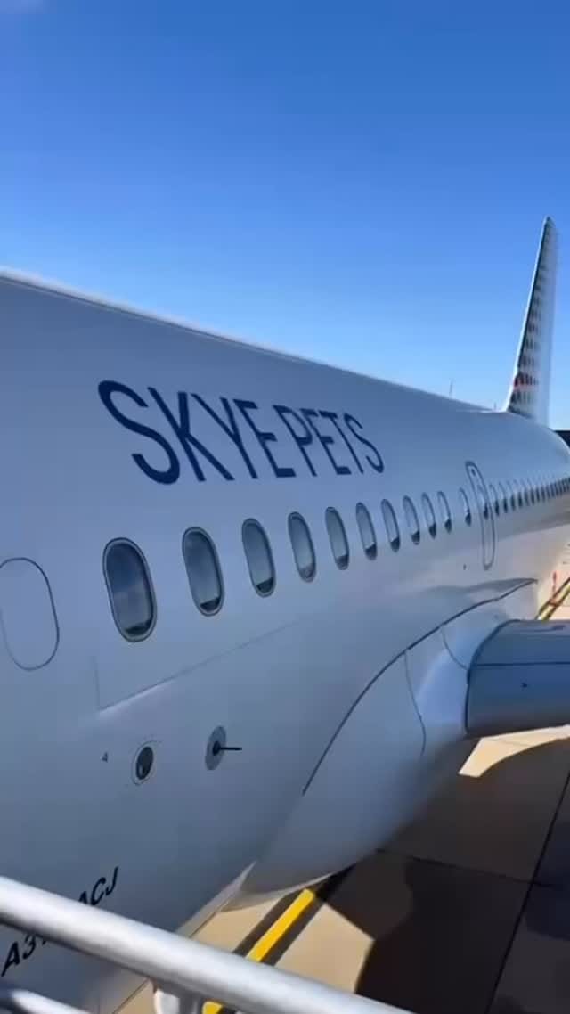Post 7 by SKYE PETS on Instagram (video)
