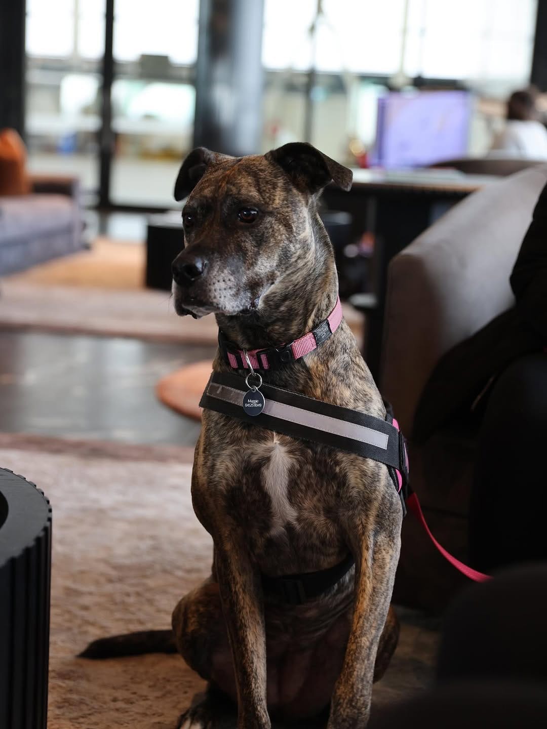 Post 9 by SKYE PETS on Instagram (image)