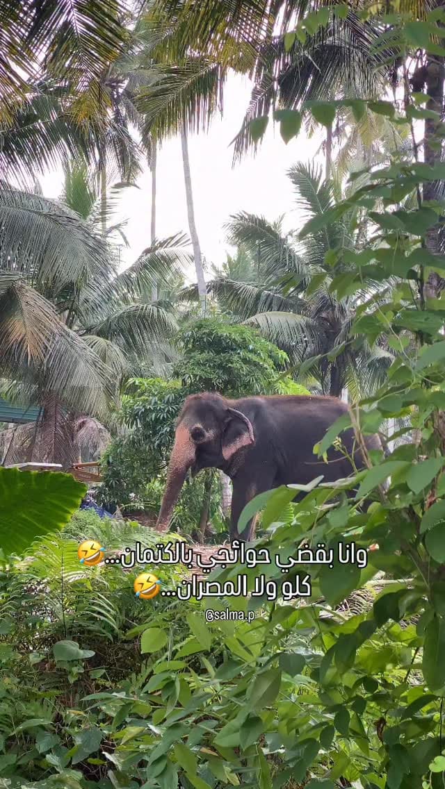 Post 5 by سلمى أمير | Salma Amir on Instagram (video)