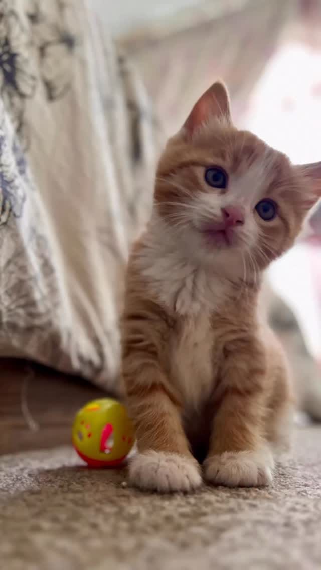 Post 9 by Azar Tavakoli on Instagram (video)