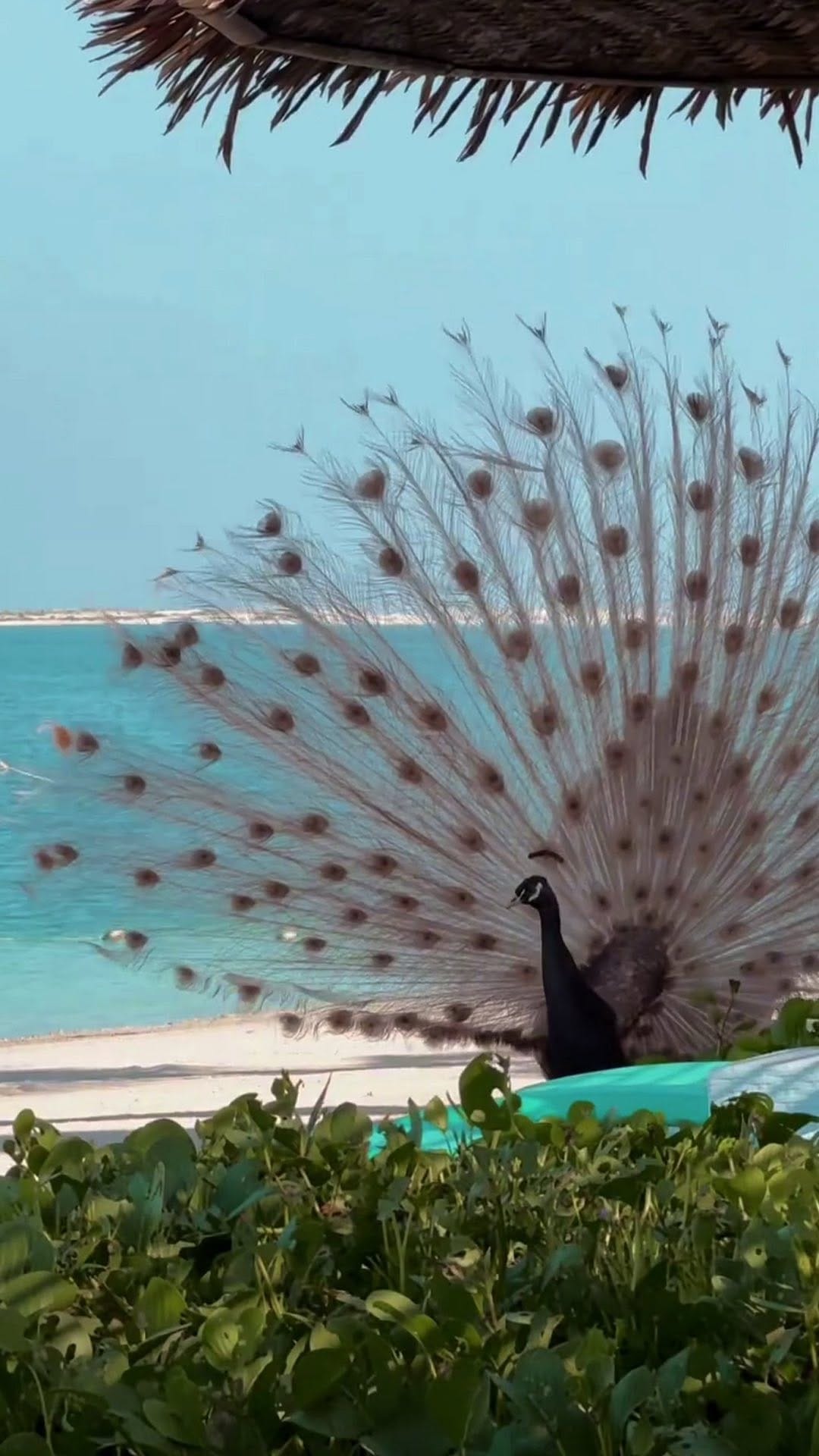 Post 4 by Anantara World Islands Dubai on Instagram (video)