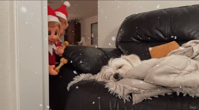 Post 6 by Dumbo [The Maltese] 🐘🐶 on Instagram (video)