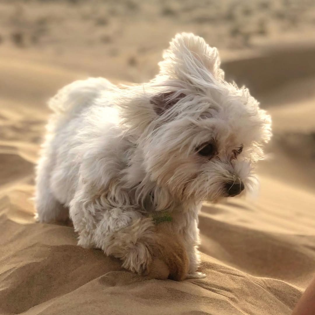 Post 9 by Dumbo [The Maltese] 🐘🐶 on Instagram (image)