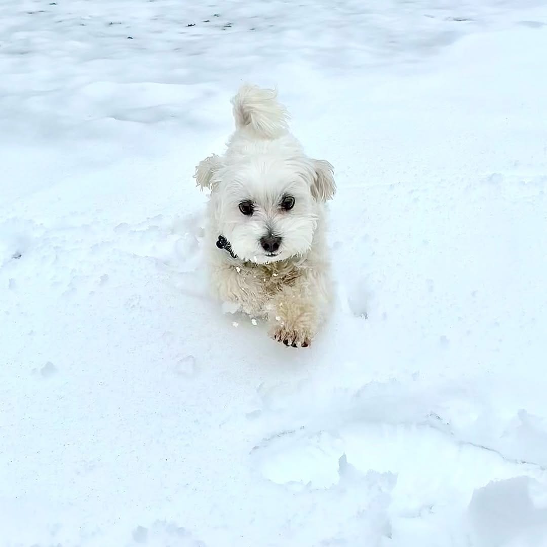 Post 1 by Dumbo [The Maltese] 🐘🐶 on Instagram (image)