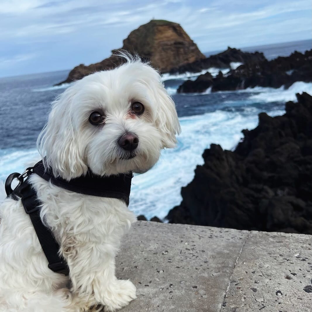 Post 3 by Dumbo [The Maltese] 🐘🐶 on Instagram (image)