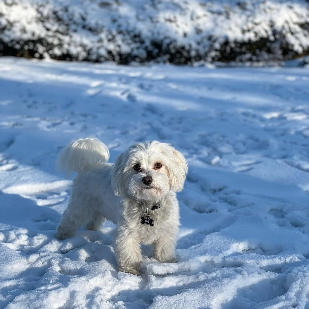 Post 10 by Dumbo [The Maltese] 🐘🐶 on Instagram (image)
