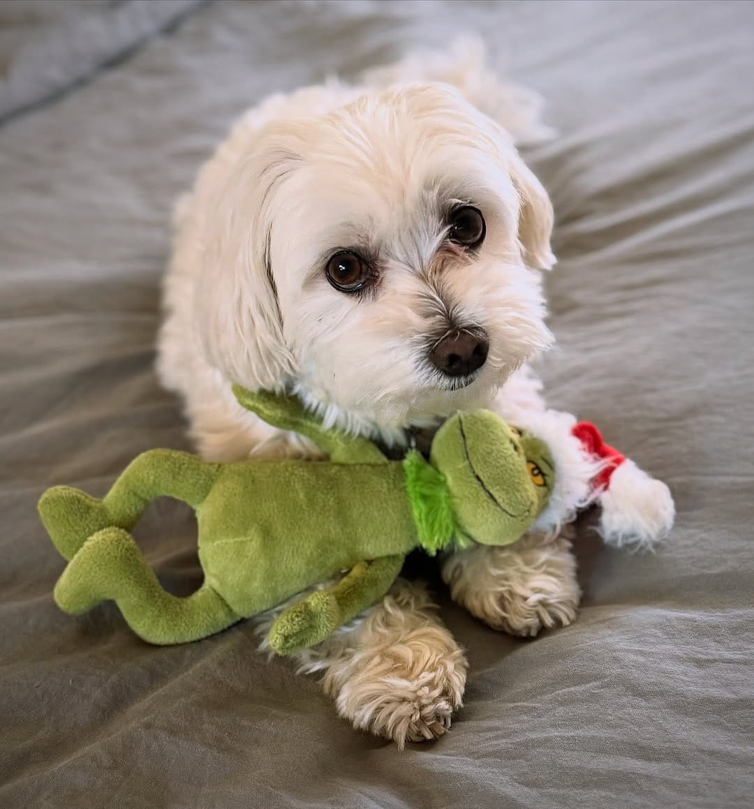 Post 5 by Dumbo [The Maltese] 🐘🐶 on Instagram (image)