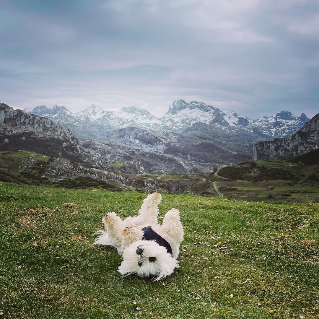 Post 8 by Dumbo [The Maltese] 🐘🐶 on Instagram (image)