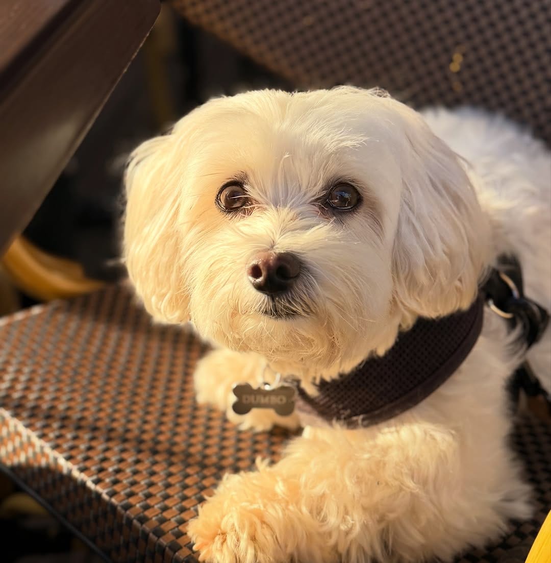 Post 2 by Dumbo [The Maltese] 🐘🐶 on Instagram (image)