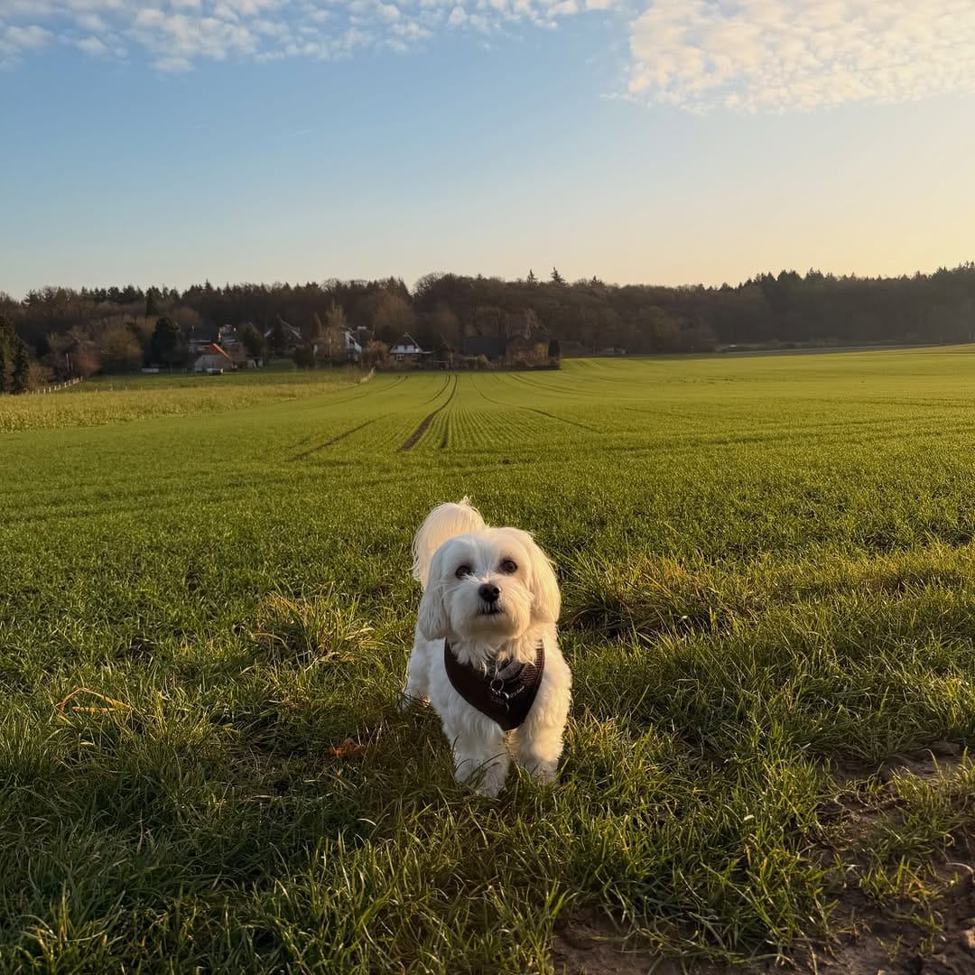 Post 7 by Dumbo [The Maltese] 🐘🐶 on Instagram (image)