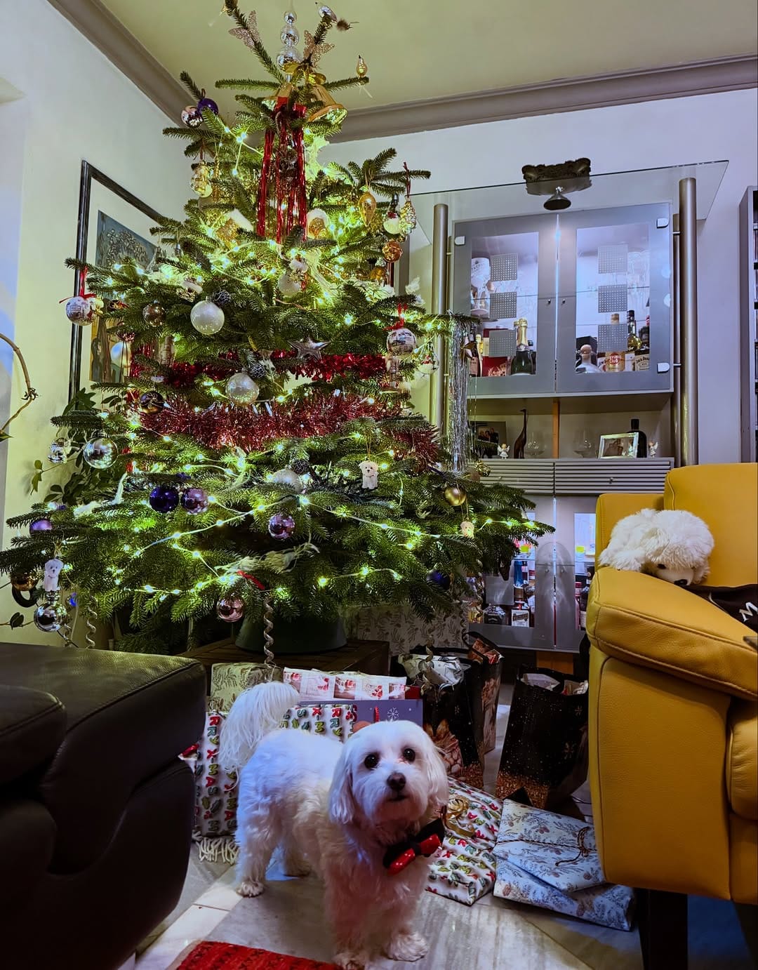 Post 4 by Dumbo [The Maltese] 🐘🐶 on Instagram (image)