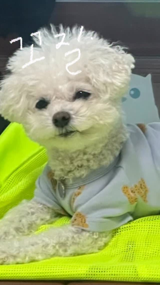 Post 7 by 강이슬 on Instagram (video)