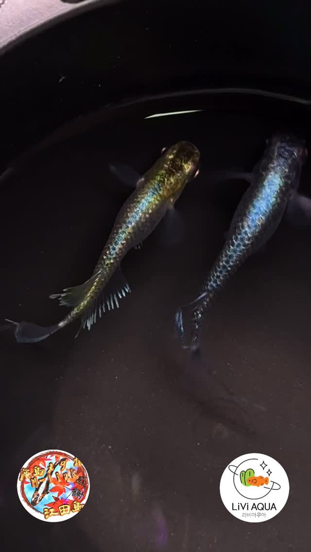 Post 2 by 리비아쿠아 ( 대구 메다카 전문점 )🇰🇷 on Instagram (video)