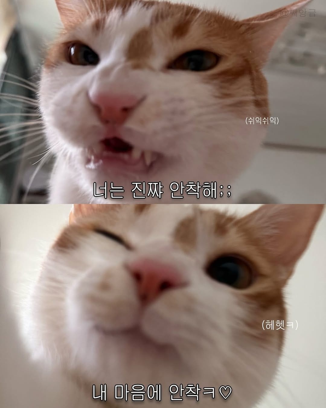 Post 6 by 째앙금 (치즈호랑이) on Instagram (carousel)