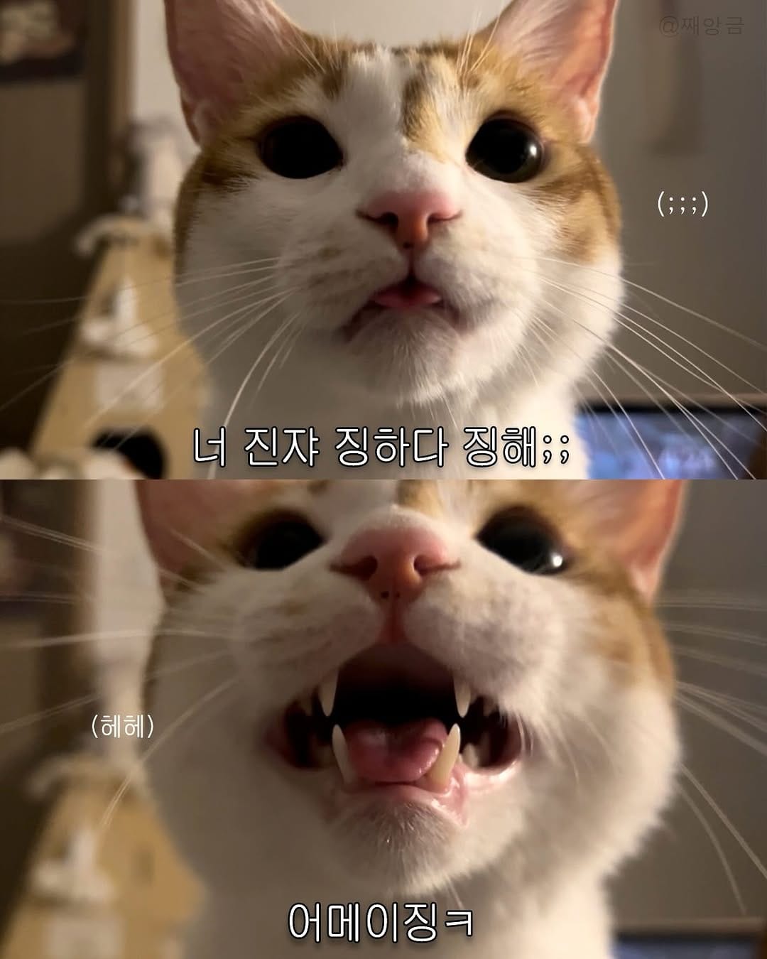 Post 3 by 째앙금 (치즈호랑이) on Instagram (carousel)