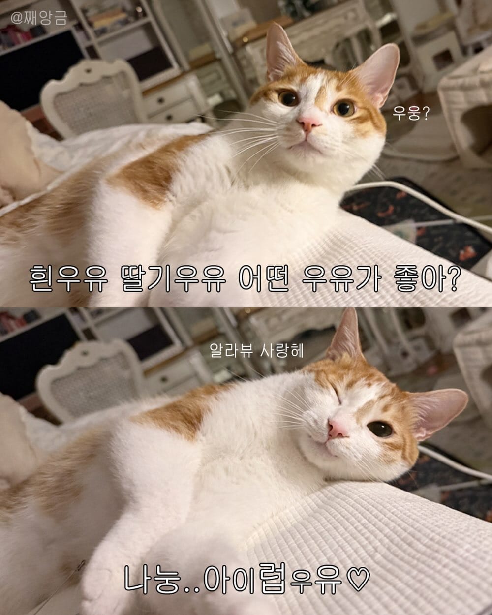Post 2 by 째앙금 (치즈호랑이) on Instagram (image)