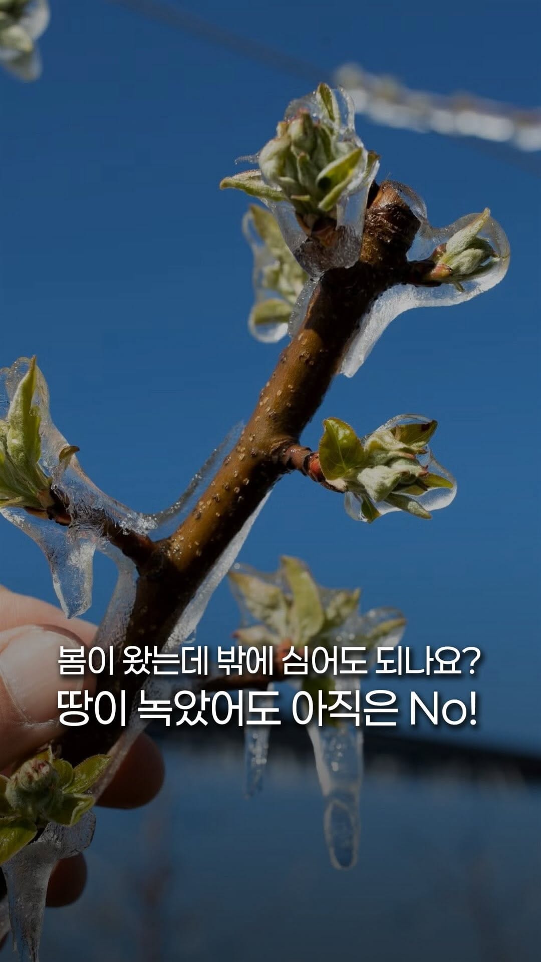 Post 1 by 처인원예종묘 | 처인가든센터 | 야생화·관목·조경수 on Instagram (video)