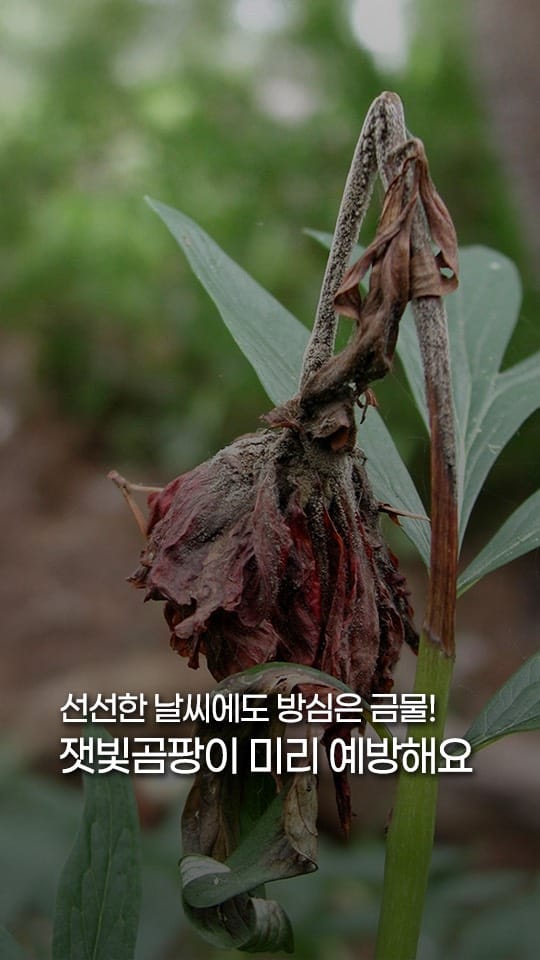Post 10 by 처인원예종묘 | 처인가든센터 | 야생화·관목·조경수 on Instagram (video)