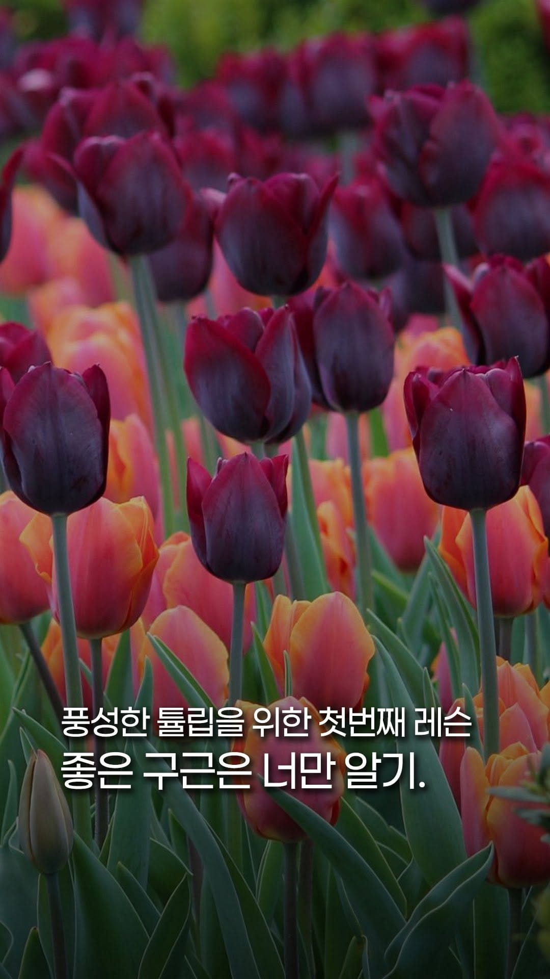 Post 7 by 처인원예종묘 | 처인가든센터 | 야생화·관목·조경수 on Instagram (video)