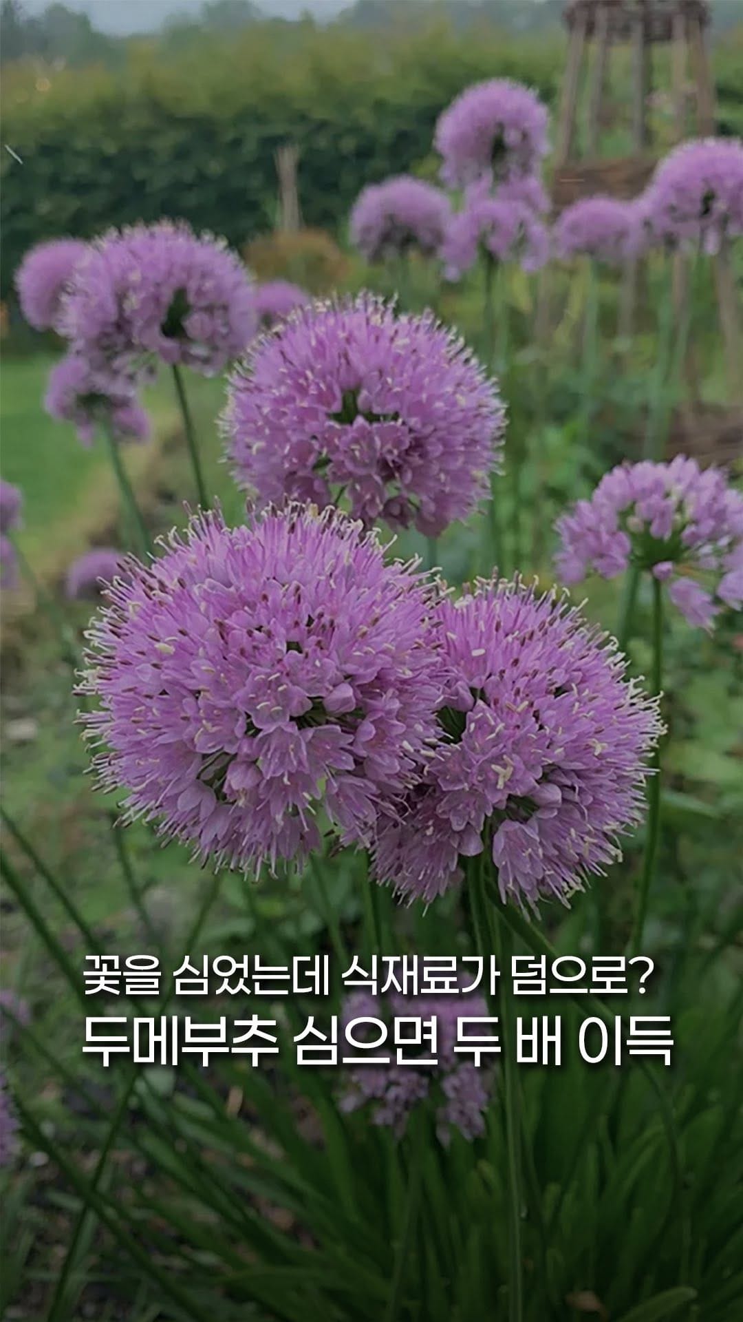 Post 9 by 처인원예종묘 | 처인가든센터 | 야생화·관목·조경수 on Instagram (video)