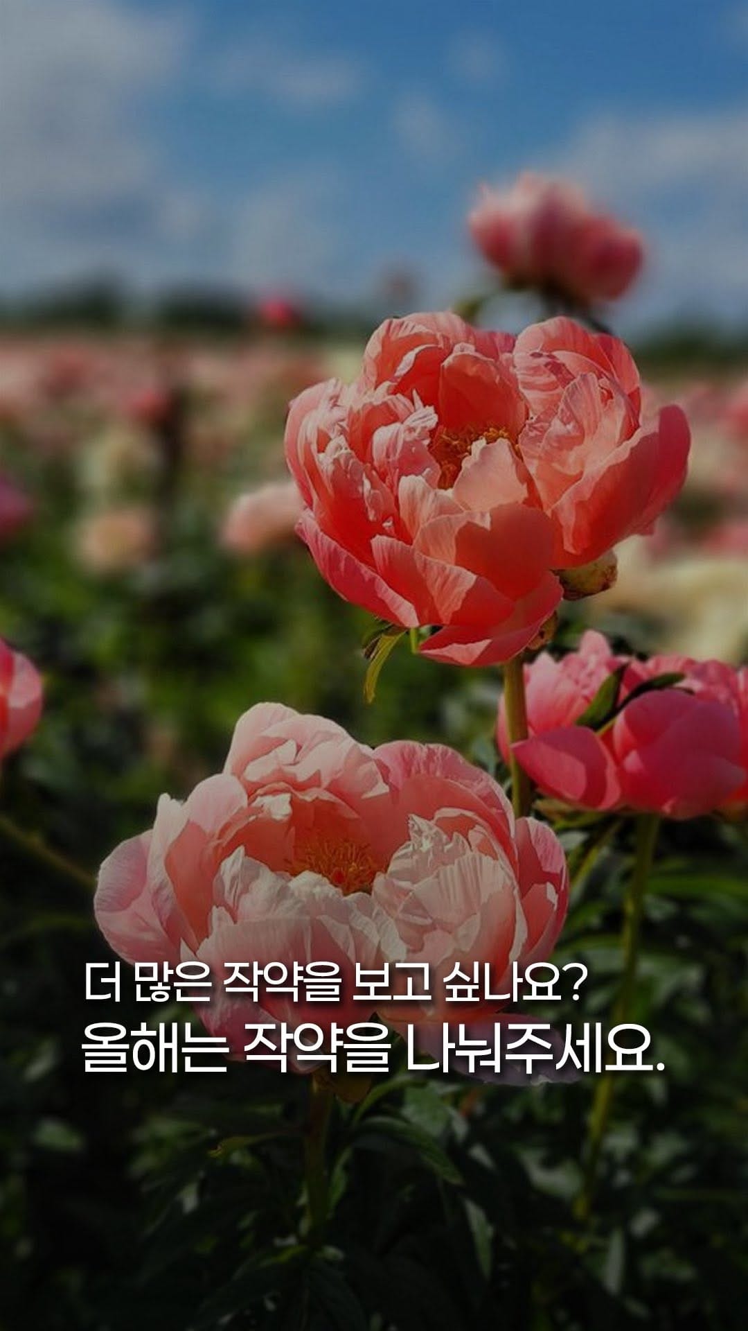 Post 4 by 처인원예종묘 | 처인가든센터 | 야생화·관목·조경수 on Instagram (video)