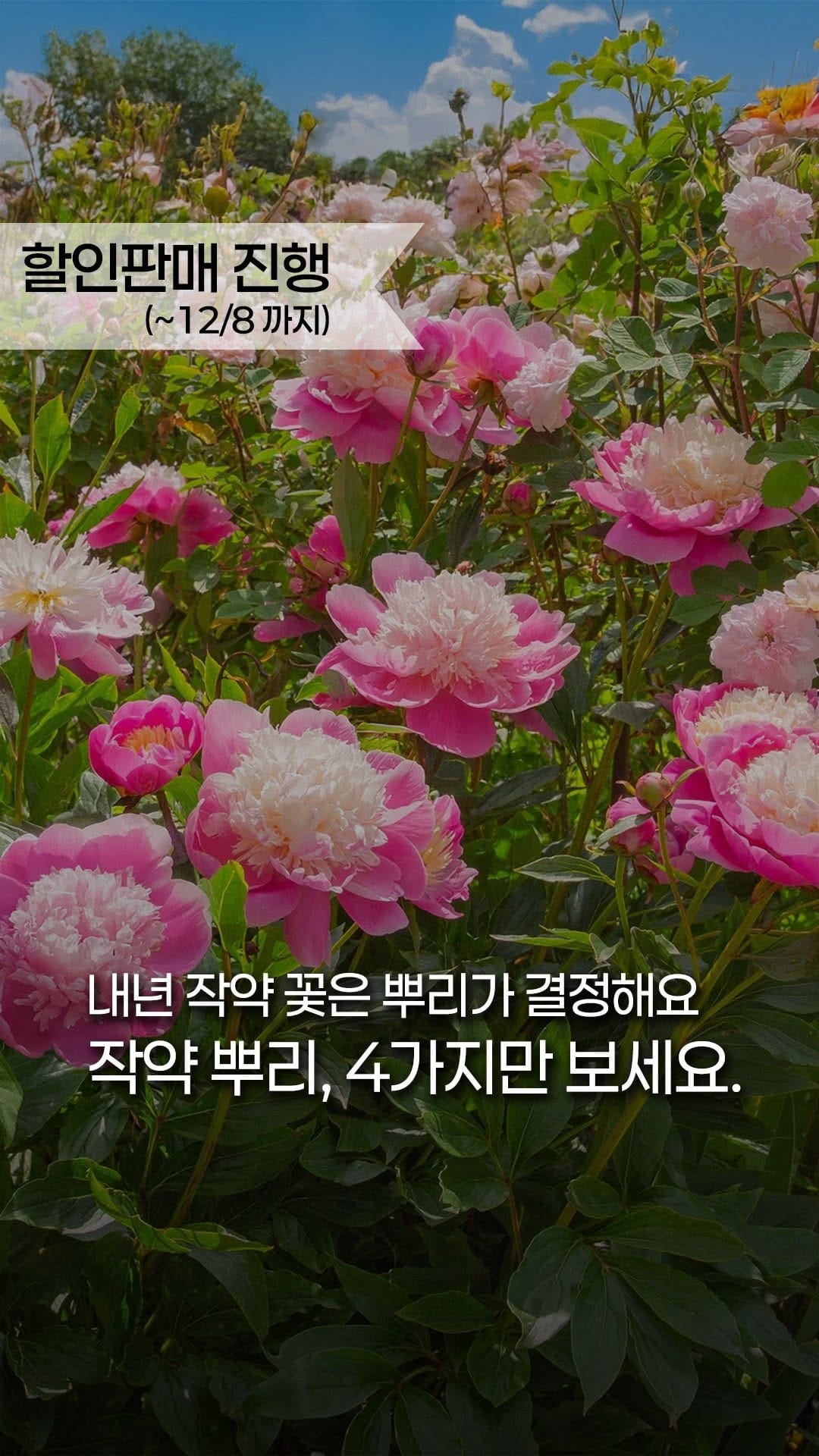 Post 3 by 처인원예종묘 | 처인가든센터 | 야생화·관목·조경수 on Instagram (video)
